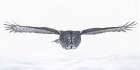 Great Grey Owl in Flight over the Snow Minimalist Print
