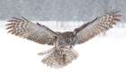Great Grey Owl in the Field Hunting Art Print