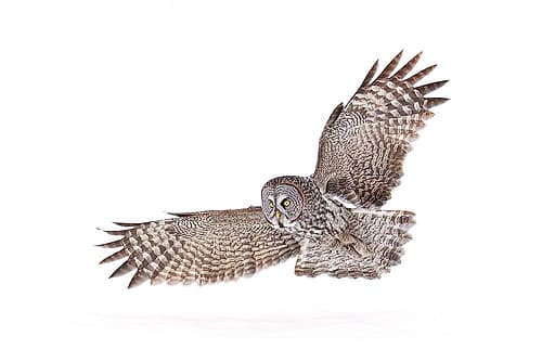 Great Grey Owl Soars over the Snow Art Print