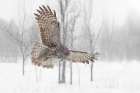 Great Grey Owl through the Snow Art Print