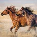 The Stallion Race Art Print