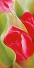 Tulpen I Art Print