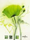 Coquelicot vert I Art Print