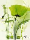 Coquelicot vert II Art Print