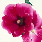 Pink Hollyhock I Art Print