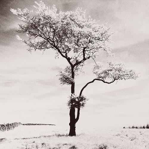 Lone Tree # 3-Peak District-England Nature Print
