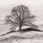 Misty Tree-Peak District- England Art Print