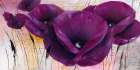 Pavot violet II Art Print