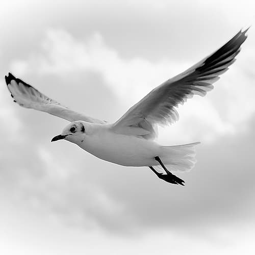 Fly Away Art Print by Uwe Steger