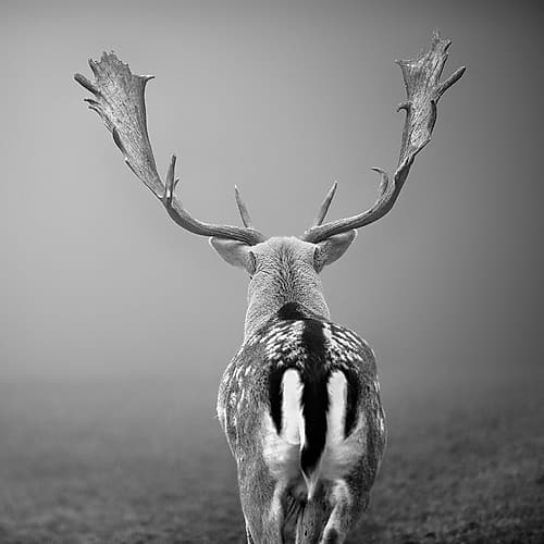 Platzhirsch... Animaux reproduction
