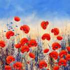 Sunset Poppies Art Print
