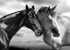 Horse Portrait Art Print