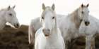 Horse Meeting Art Print