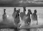 Horses Landing at the Beach Art Print