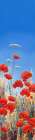 Summer Poppies I Art Print