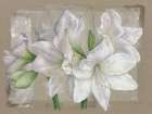 Amaryllis Blanc Art Print