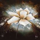 Fleur d etoile I Art Print