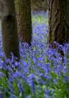 Bluebell Wood l Art Print