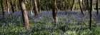 Bluebell Wood lI Art Print