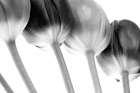 Tulips Array ll Art Print