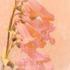 Romantic Foxglove Art Print