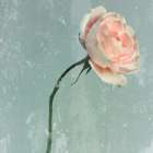 Romantic Pink Rose Art Print