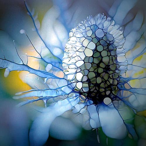 Eisdistel Art Print by Renate M. Schmidt