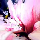 Magnolie Art Print