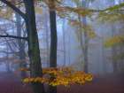 Autumn Forest Art Print