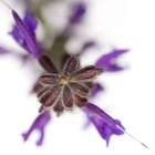 Salvia officinalis Art Print