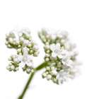 Valeriana officinalis Art Print