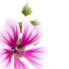 Malva sylvestris Art Print