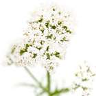 Valeriana officinalis Art Print