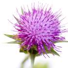 Sylibum marianum Art Print