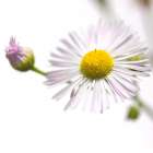 Erigeron annuus Art Print