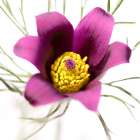 Pulsatilla pratensis Art Print