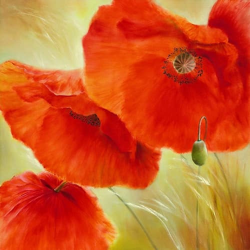 Drei Mal Mohn Art Print by Annette Schmucker