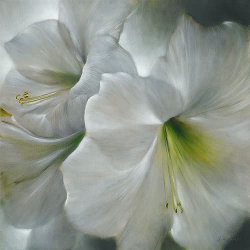 Weisse Amaryllis Art Print by Annette Schmucker
