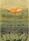 Papaver Art Print