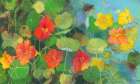 Nasturtium 2 Art Print