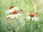 Echinacea one Art Print