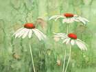 Echinacea two Art Print