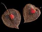Lantern Hearts Art Print
