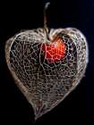 Lantern Heart II Art Print