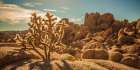 Desert Foreground Art Print