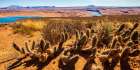 Wildwest Cactus Art Print