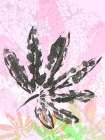 Leaf Study rose III Art Print