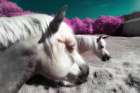 Fantasy Horses - Infrared Photography Art Print