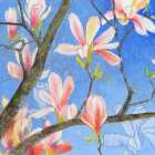 Magnolie 1 Art Print