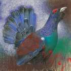 Auerhuhn Art Print